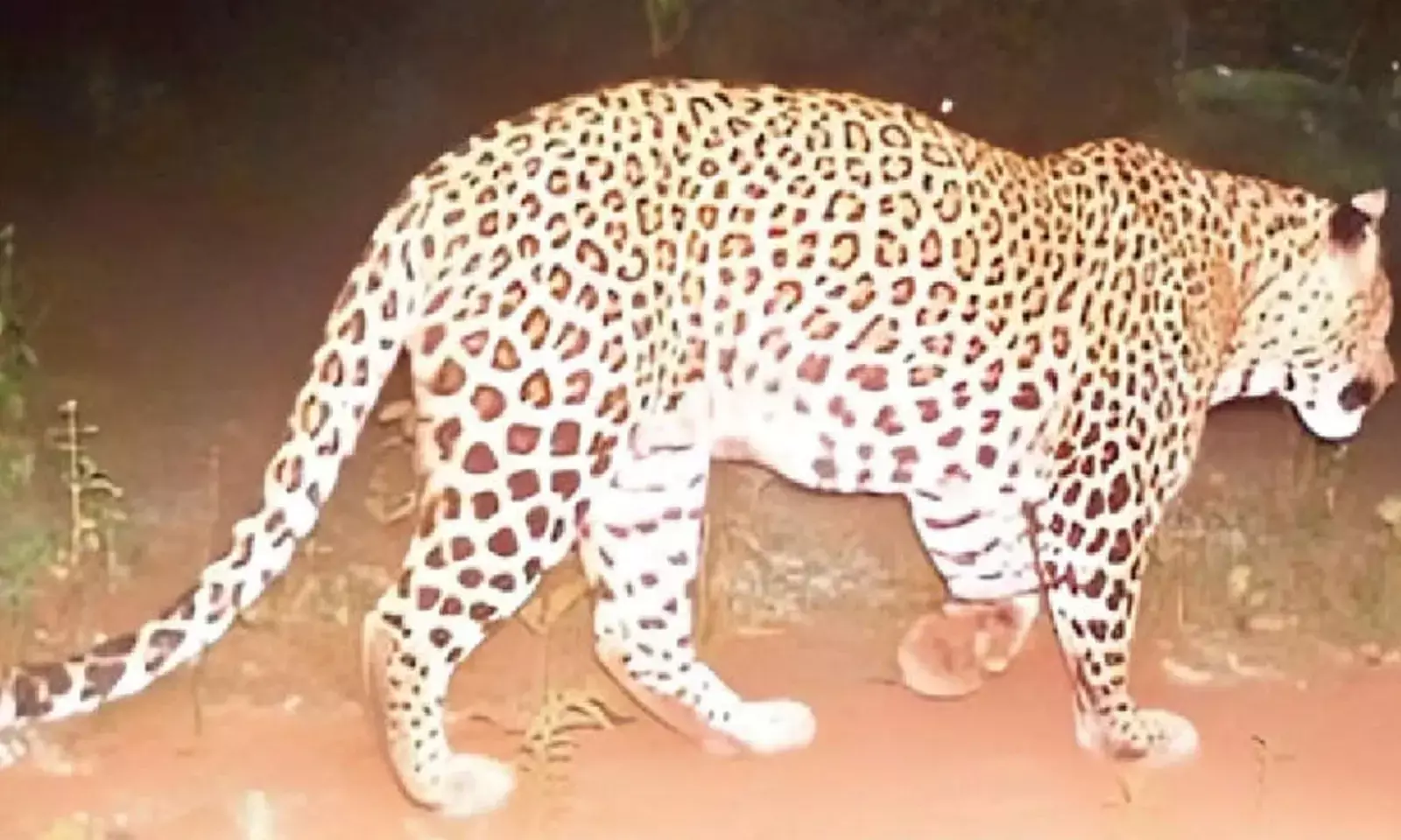 Leopard movement near Ponnampattu